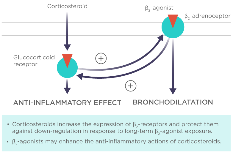 Synergistic effect of budesonide-formoterol